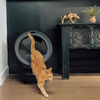 PawCycle