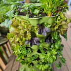 Plantsphere